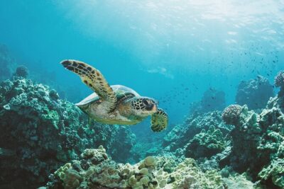 Turtle Canyon Snorkel Adventure in Waikiki, Oahu - Two Stops Before the Water: Diamond Head and Waikiki Views