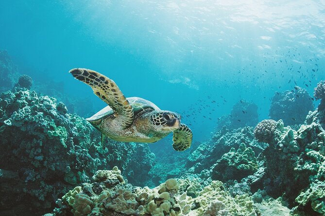 Turtle Canyon Snorkel Adventure in Waikiki, Oahu - Two Stops Before the Water: Diamond Head and Waikiki Views