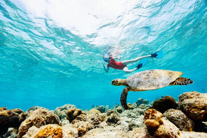 Turtle Canyon Snorkel Adventure - Small Group 6 Passengers - Snorkeling Gear and Safety: What You Can Expect Up Close