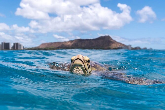 Turtle Canyon Snorkel Adventure - Small Group 6 Passengers - Price and Value: Is $105 a Good Deal?