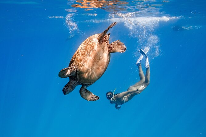 Turtle Canyon Snorkel: Semi Private Boat Tour - Key things I’d plan around