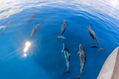 Turtle Canyon Snorkel: Semi Private Boat Tour - The fast zodiac ride: why the timing feels good