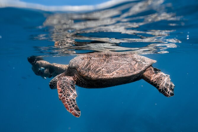 Turtle Canyon Snorkel: Semi Private Boat Tour - Gear, float support, and coaching for first-timers