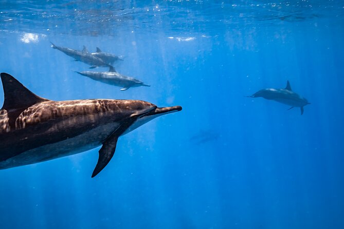Turtle Canyon Snorkel: Semi Private Boat Tour - What the snorkeling time feels like in real life