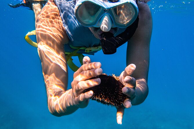 Turtle Canyon Snorkel: Semi Private Boat Tour - Price and value: is $109 worth it