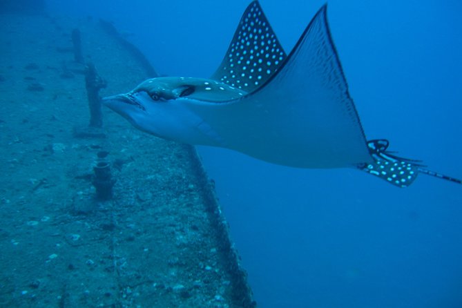 Waikiki 2 Tank World Class Wreck SCUBA Diving - Certified Only - Stop Two Underwater: Reef Along Waikiki