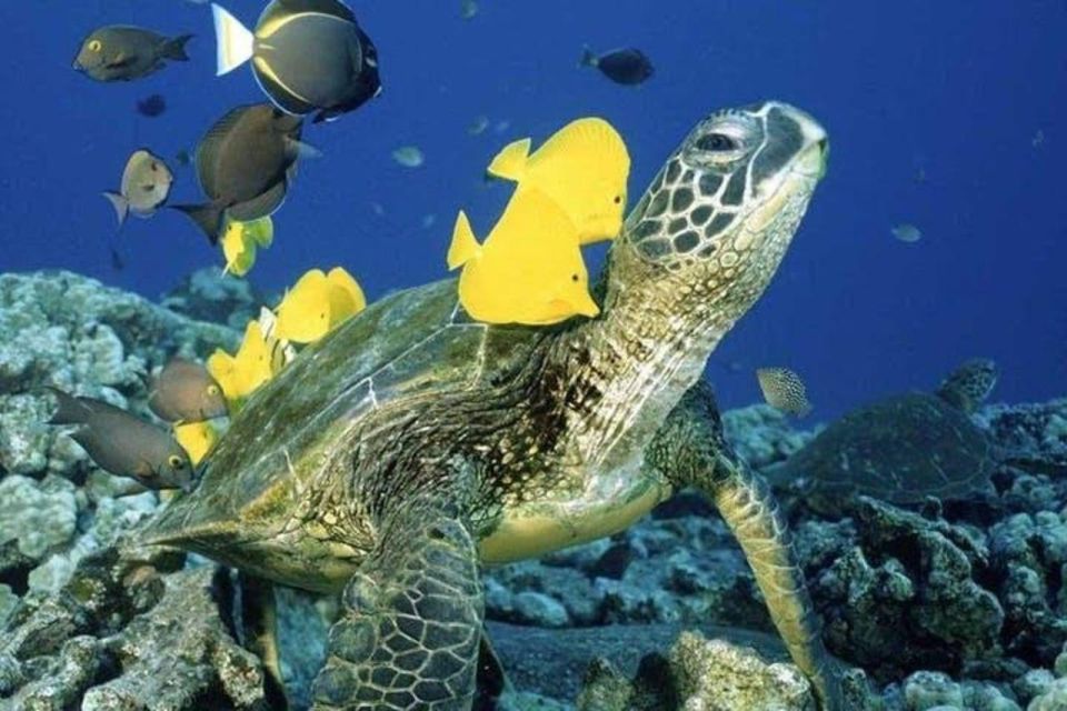Waikiki Beach: Turtle Snorkeling and Sailing on Hāwea - Key things that make this tour worth your time