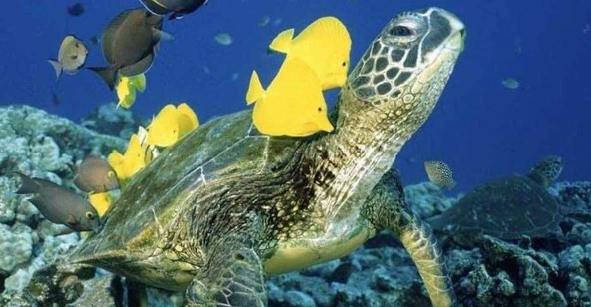Waikiki Beach: Turtle Snorkeling and Sailing on Hāwea - The sail portion: why the cruise is part of the deal