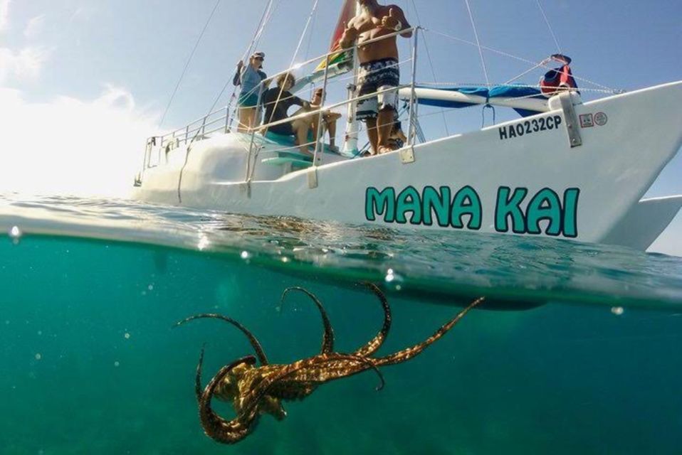 Waikiki Beach: Turtle Snorkeling and Sailing on Hāwea - What you’ll see: turtles, fish, and the other reef characters