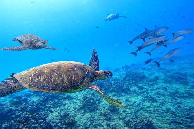 Waikiki Catamaran Escape: Snorkel with Turtles & Water Sports Fun - Crew Energy, Safety, and Motion-Sickness Reality Checks
