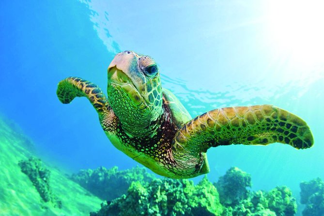Waikiki Catamaran Snorkel Sail with Lunch: Turtles Guaranteed - Turtle Canyon: Why This Snorkel Stop Has Real Value