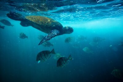 Waikiki Catamaran Snorkel Sail with Lunch: Turtles Guaranteed - The Honu Lani Catamaran Ride From Kewalo Basin