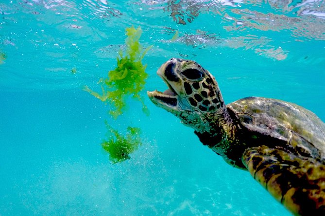Waikiki Catamaran Snorkel Sail with Lunch: Turtles Guaranteed - The Included Lunch and Drinks: Midday Is the Best Deal