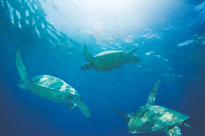 Waikiki Catamaran Snorkel Sail with Lunch: Turtles Guaranteed - Wildlife Odds: Turtles, Dolphins, and Whale Season