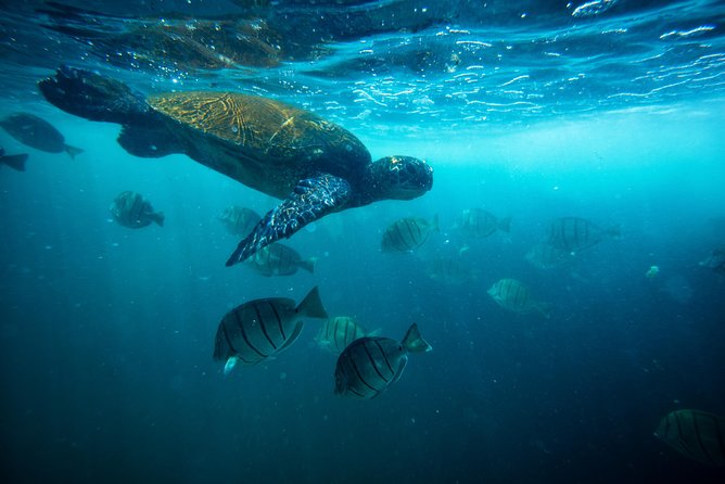 Waikiki Catamaran Snorkel Sail with Lunch: Turtles Guaranteed - The Honu Lani Catamaran Ride From Kewalo Basin