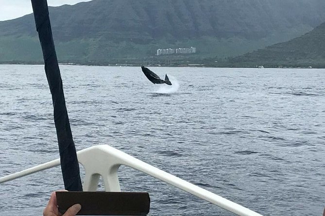 Waikiki Deluxe Catamaran Whale Watch - The catamaran comfort factor: shade, open-air seating, and restrooms