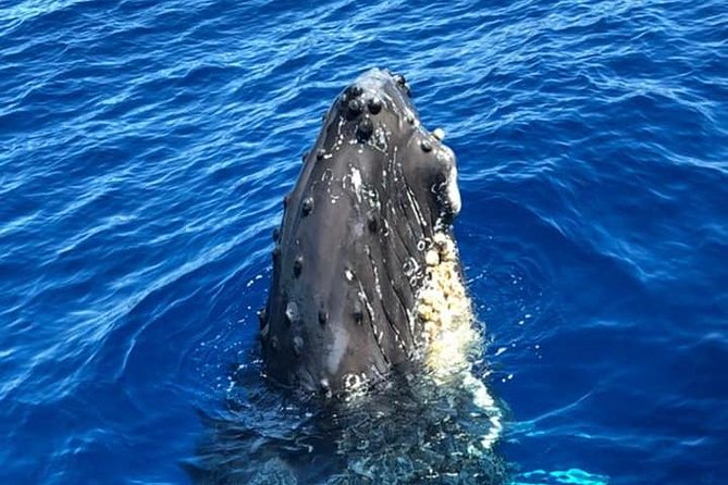 Waikiki Deluxe Catamaran Whale Watch - Where you’ll look during the cruise: Kewalo Basin area scanning