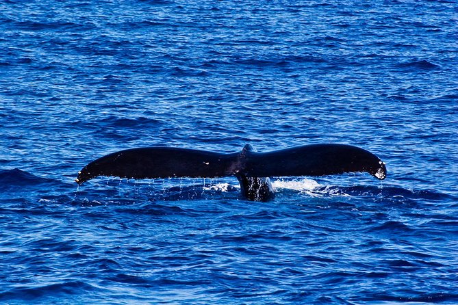 Waikiki Deluxe Catamaran Whale Watch - The onboard mix: premium drinks, nonalcoholic options, and snacks that may be light