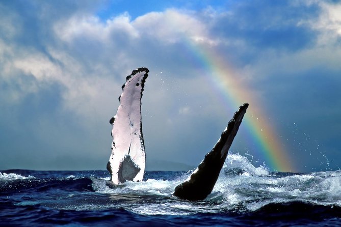 Waikiki Deluxe Catamaran Whale Watch - Crew energy and famous names you may hear on deck