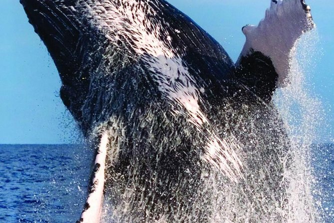 Waikiki Deluxe Catamaran Whale Watch - “Guaranteed” whale sightings: what happens if you don’t see them