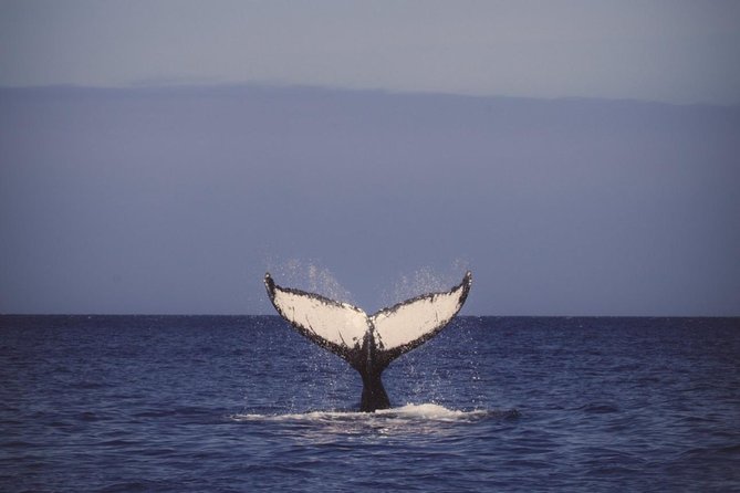 Waikiki Deluxe Catamaran Whale Watch - What your guide points out: humpback migration and “watch for this”