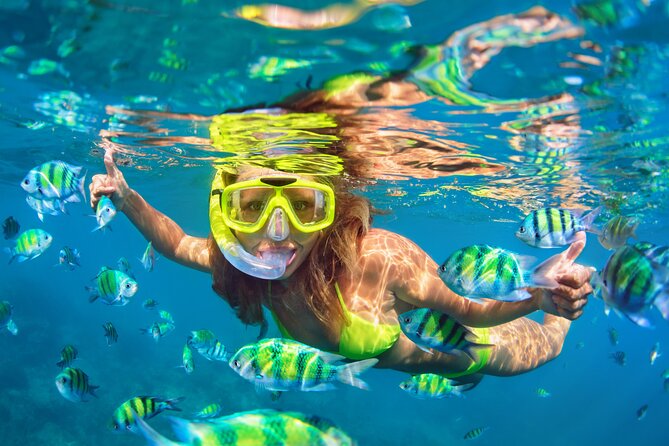 Waikiki Green Sea Turtle Snorkeling Tour - Boat Excursion - A 50-foot catamaran ride out of Kewalo Basin
