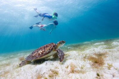 Waikiki Green Sea Turtle Snorkeling Tour - Boat Excursion - Price and what makes $129.99 feel fair