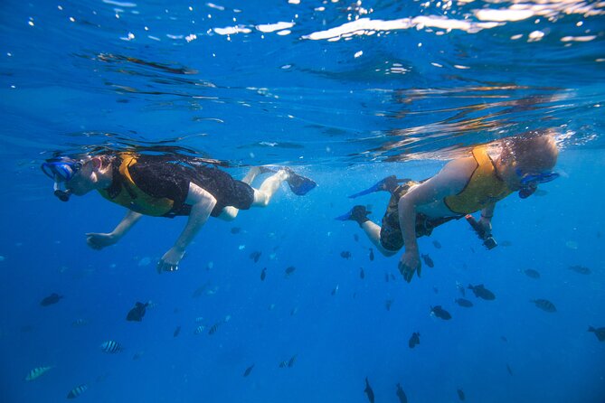 Waikiki, Hawaii: Deluxe Snorkel and Wildlife Cruise - Getting started at Living Ocean Tours on Ala Moana Blvd