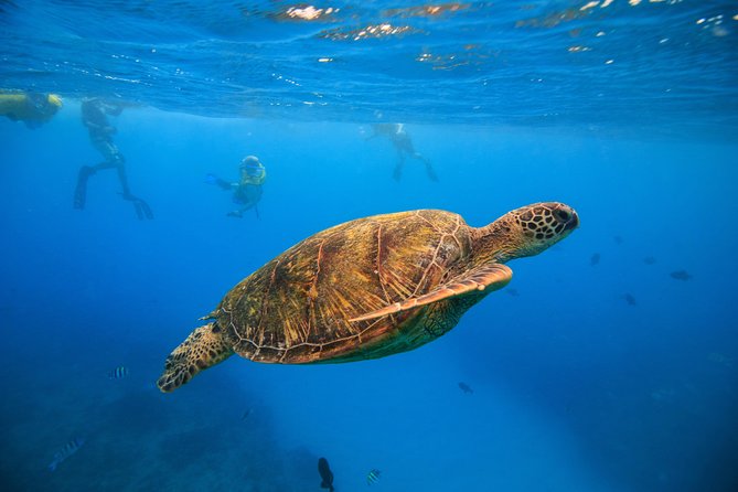 Waikiki, Hawaii: Turtle Canyon Snorkel Excursion - Key Things I’d Book This For