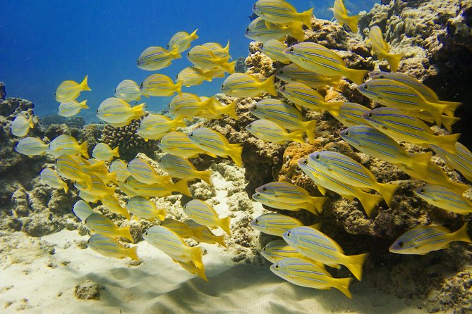 Waikiki, Hawaii: Turtle Canyon Snorkel Excursion - Turtle Canyons Underwater: Sea Turtles and Reef Fish