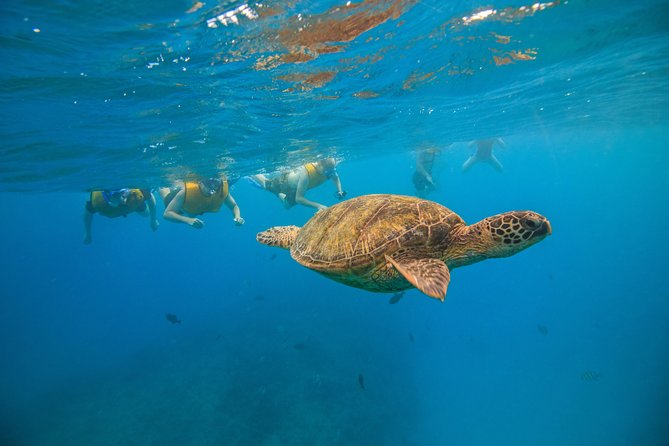 Waikiki, Hawaii: Turtle Canyon Snorkel Excursion - Boats, Other Groups, and Your Chance to See More