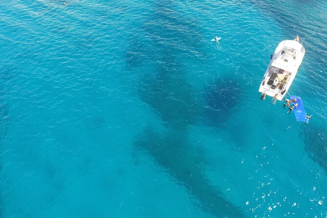 Waikiki, Hawaii: Turtle Canyon Snorkel Excursion - Wildlife Bonuses: Dolphins, Flying Fish, and Humpbacks in Winter