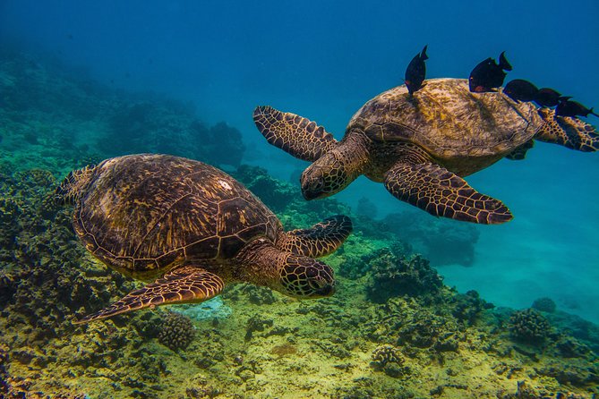 Waikiki, Hawaii: Turtle Canyon Snorkel Excursion - What You Get Before You Swim: Training, Gear, and Safety