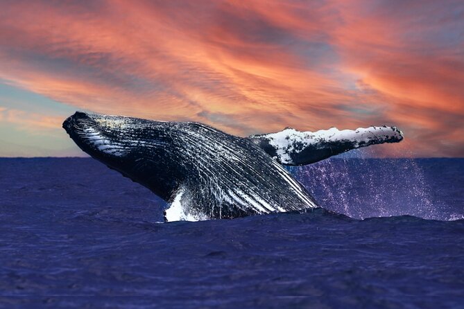 Waikiki, Oahu 2-Hour Whale Watching: Guaranteed Sightings - Key Points You’ll Care About