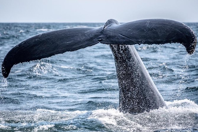 Waikiki, Oahu 2-Hour Whale Watching: Guaranteed Sightings - Two Hours on the Water: What the Timing Really Means