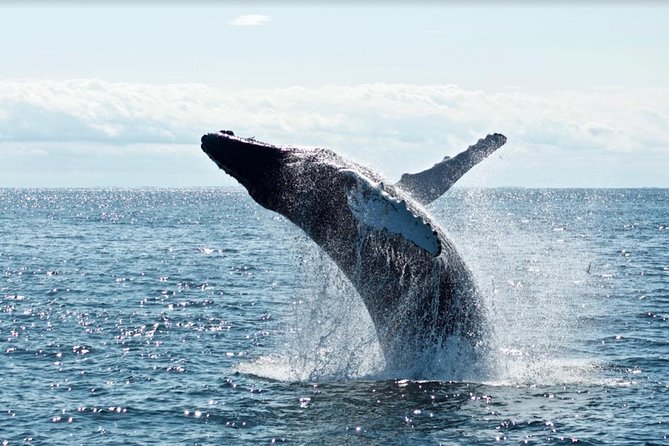 Waikiki, Oahu 2-Hour Whale Watching: Guaranteed Sightings - Sailing Comfort in Waikiki Waters: How to Have a Better Ride