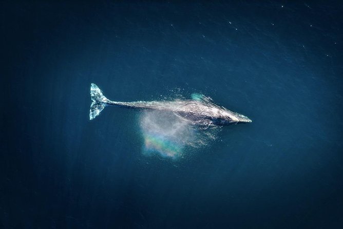 Waikiki, Oahu 2-Hour Whale Watching: Guaranteed Sightings - Crew Energy and Local Ocean Talk: Why It Feels More Than Scenery