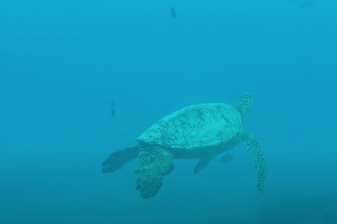 Waikiki Snorkel Tour - Group Size, Water Crowding, and How to Avoid the Awkward Moments