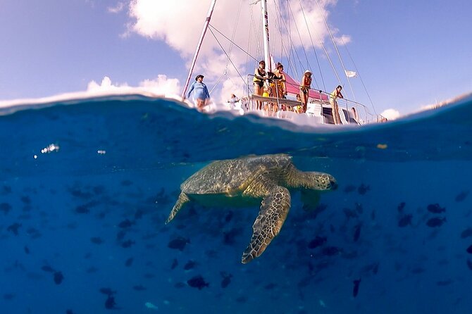 Waikiki: Turtle Canyon Snorkel - Turtle Canyon Snorkeling From Waikiki: Why It’s Such a Popular Choice