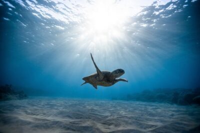 Waikiki: Turtle Canyon Snorkel - Finding Pink Sails Waikiki: The Meet-Up That Can Make or Break Your Timing