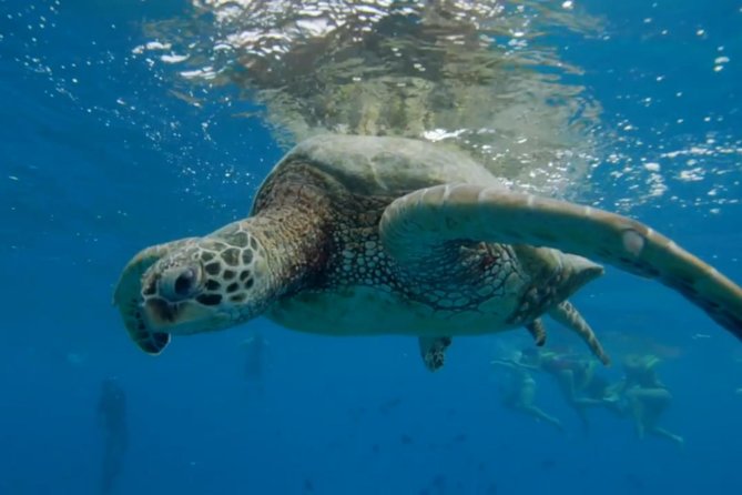 Waikiki: Turtle Canyon Snorkel - What to Bring (So You Don’t Waste Time Fixing Stuff)