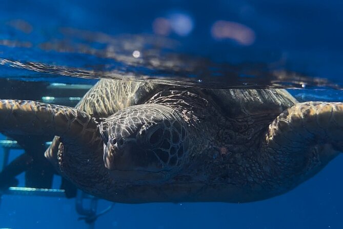 Waikiki Turtle Canyon Snorkel: Turtles Guaranteed - Diamond Head views from the water: a bonus many people overlook