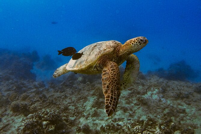 Waikiki Turtle Canyon Snorkel: Turtles Guaranteed - Other marine life and the whale chance (what’s realistic)