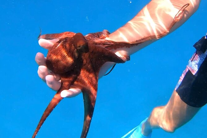Waikiki Turtle Canyon Snorkel: Turtles Guaranteed - Price and value: is $81.40 a fair deal?