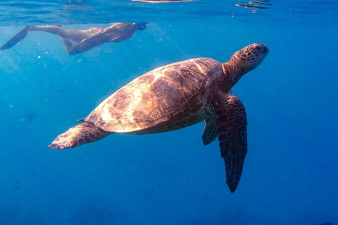 Waikiki Turtle Canyon Snorkel: Turtles Guaranteed - Stop at Turtle Canyon reef: turtles, rules, and your best chances