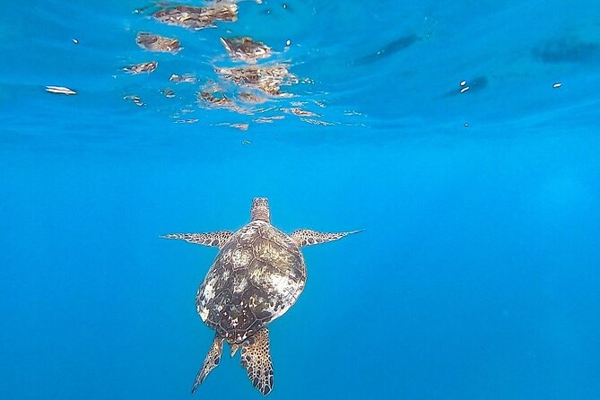 Waikiki Turtle Snorkel and Sail on Hawea Catamaran - Who should book Hawea’s turtle snorkel (and who should skip)