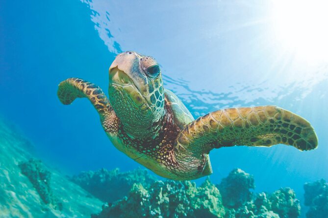 West Oahu Dolphin Watch and Snorkel Sail with Lunch - Key Points I’d Plan Around