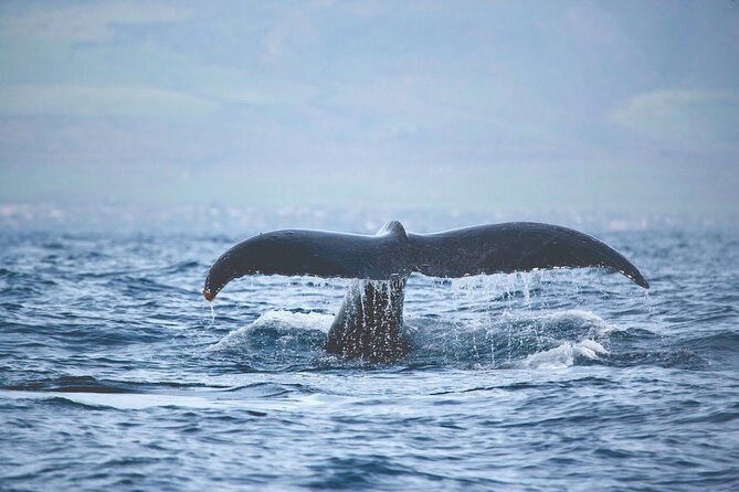 West Oahu Dolphin Watch and Snorkel Sail with Lunch - How the Dolphin Smart Approach Changes the Experience