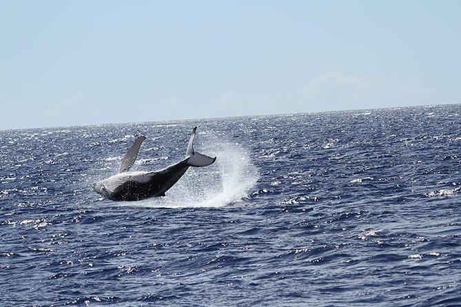 Whale Watch Cruise Aboard The Majestic - Naturalist narration plus live music: what the boat experience brings