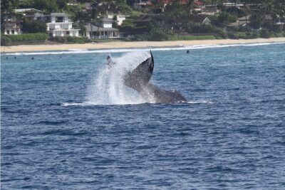 Whale Watch Cruise Aboard The Majestic - Diamond Head and Waikiki from the water: the view part you’ll actually remember